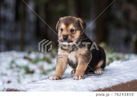 Shepherd puppy sitting on a snow bench Shepherd puppy sitting on a snow bench 76243859