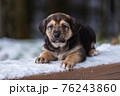 Shepherd puppy sitting on a snow bench 76243860