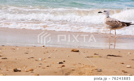 Seagulls sit on the shore of the blue sea. Seagulls sit on the shore of the blue sea. 76243885