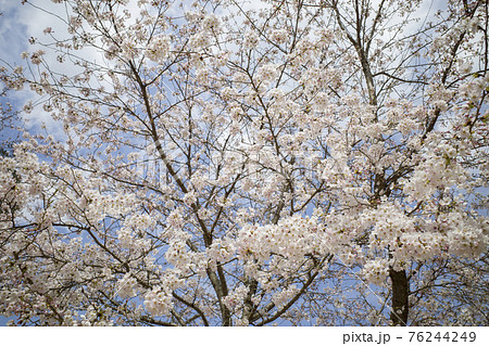 打吹公園の満開の桜(鳥取県倉吉市) 打吹公園の満開の桜(鳥取県倉吉市) 76244249