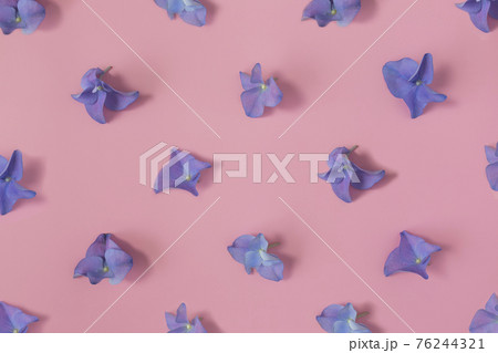Flat lay with hydrangea or hortensia blue-purple petals on pink background Flat lay with hydrangea or hortensia blue-purple petals on pink background 76244321
