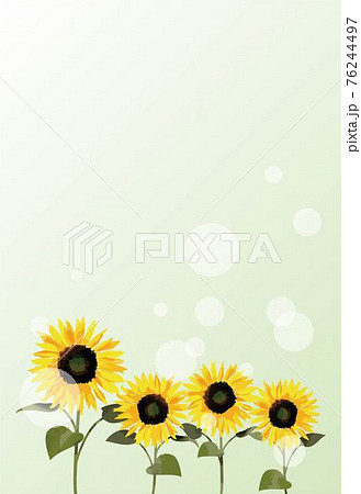 向日葵 暑中お見舞い はがきテンプレート ベクター 背景 イラスト 向日葵 暑中お見舞い はがきテンプレート ベクター 背景 イラスト 76244497