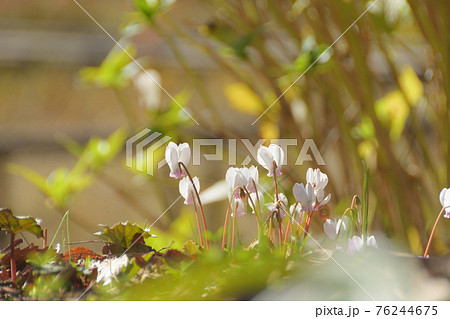 野生のシクラメン 76244675