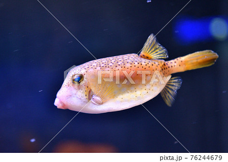 水槽を泳ぐハコフグ 76244679