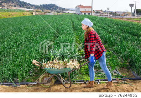 Young girl farmer with wheelbarrow Young girl farmer with wheelbarrow 76244955