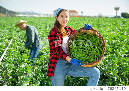 Female farmer collecting beans in a basket on field Female farmer collecting beans in a basket on field 76245159
