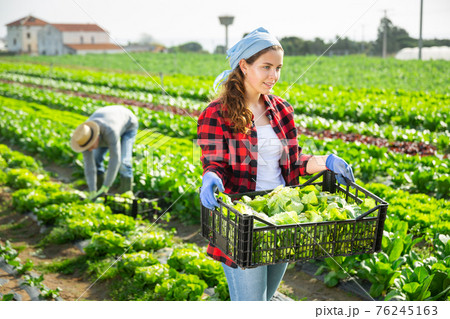 Portrait of positive female farmer holding crate with fresh lettuce Portrait of positive female farmer holding crate with fresh lettuce 76245163