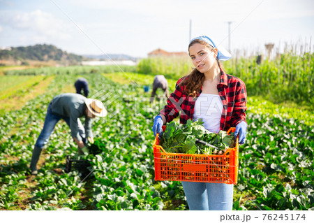 Female gardener with box of freshly harvested spinach on field 76245174