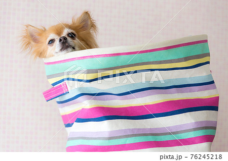 お気に入りのランドリーバックに入るチワワ 76245218