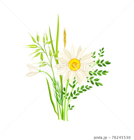 Freshly Cut Wildflowers and Meadow Plants on Stem as Floral Vector Composition Freshly Cut Wildflowers and Meadow Plants on Stem as Floral Vector Composition 76245530