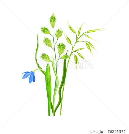 Floral Composition with Wildflowers and Meadow Plants Vector Illustration Floral Composition with Wildflowers and Meadow Plants Vector Illustration 76245572