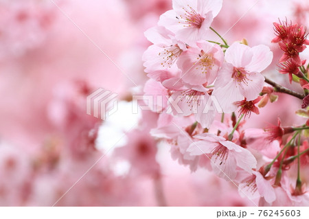 陽光桜② 陽光桜② 76245603