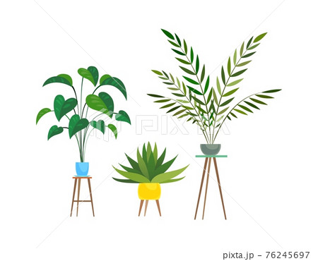 Indoor plants. Tropical ficus or palm in pot on wooden stands, houseplant decorative collection, colorful flowerpot and green leaves, home trees set, Cartoon flat isolated illustration 76245697