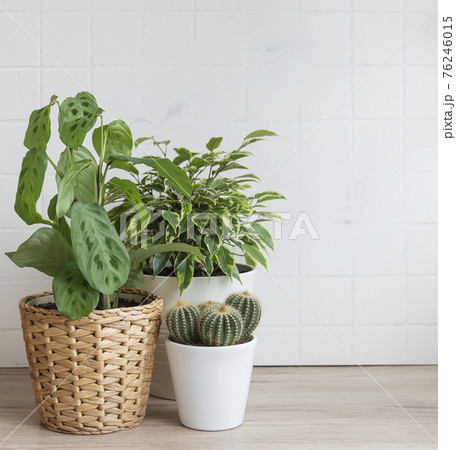 Houseplants on the table Houseplants on the table 76246015