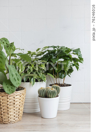 Houseplants on the table Houseplants on the table 76246016