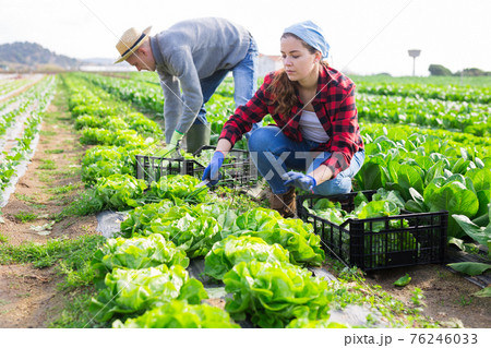Couple of farmers harvesting of green lettuce on farm field Couple of farmers harvesting of green lettuce on farm field 76246033