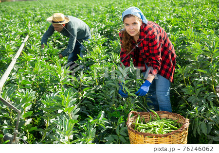 Couple of male and female workers harvest crop of soybean Couple of male and female workers harvest crop of soybean 76246062