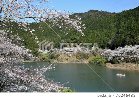 佐田の桜　(和歌山県古座川町) 76246435