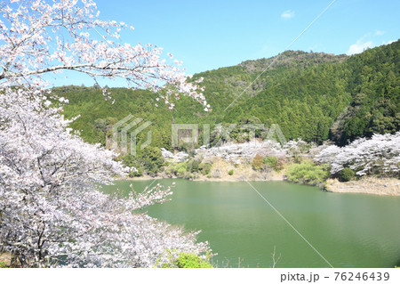 佐田の桜　(和歌山県古座川町) 76246439
