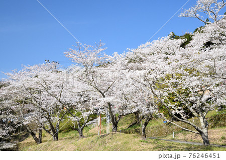 佐田の桜　(和歌山県古座川町) 76246451