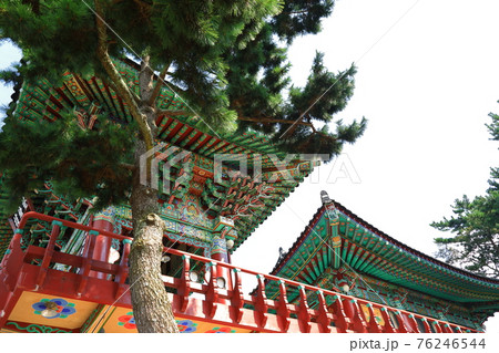 韓屋 種 桜 76246544