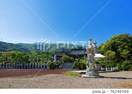 韓屋 桜 春 76246569