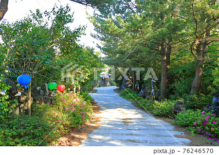 韓屋 種 桜 76246570