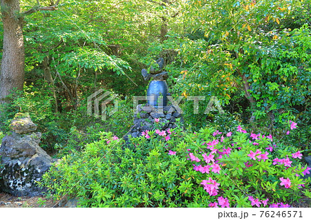 韓屋 種 桜 76246571