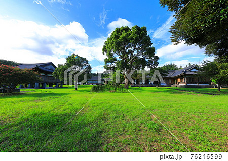 韓屋 桜 春 76246599