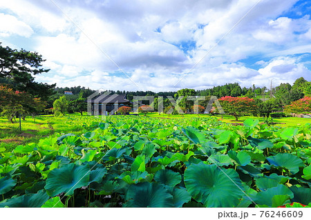 韓屋 種 桜 76246609