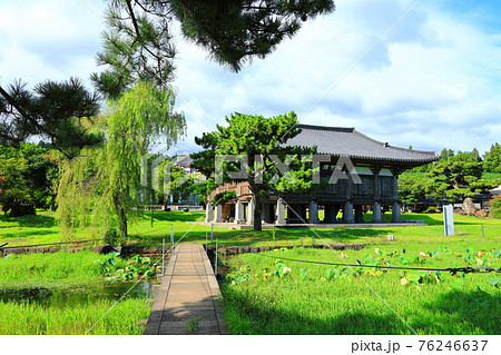 韓屋 桜 春 76246637