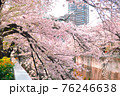 神田川沿いに咲く満開の桜 76246638