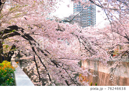 神田川沿いに咲く満開の桜 76246638