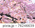 綺麗に色づいた満開の桜の景色 76246639