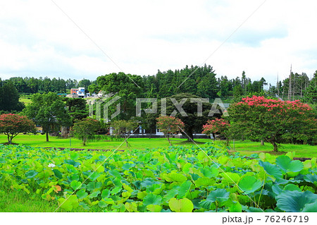 韓屋 種 桜 76246719
