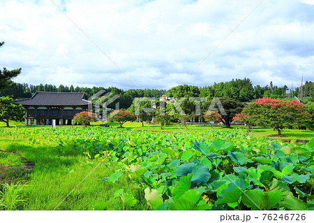 韓屋 種 桜 76246726