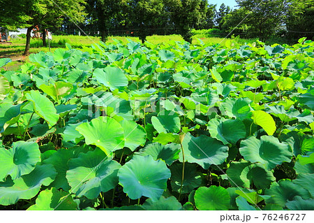 韓屋 種 桜 76246727