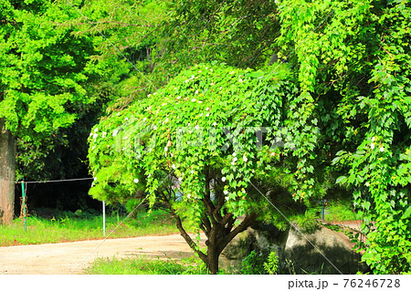 韓屋 種 桜 76246728