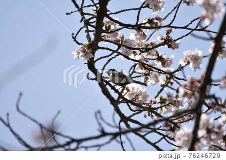 シジュウカラ 76246729