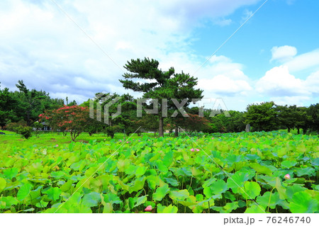 韓屋 種 桜 76246740
