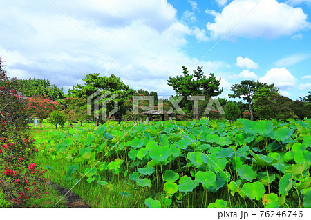 韓屋 種 桜 76246746