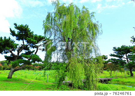 韓屋 種 桜 76246761