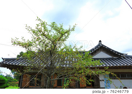 韓屋 種 桜 76246779