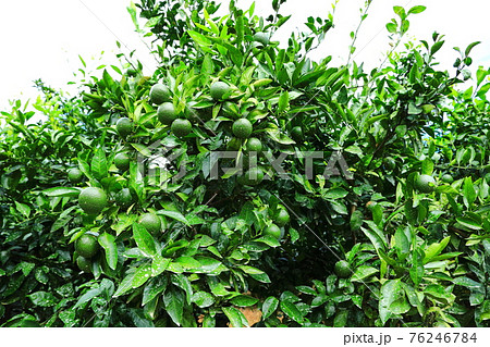 韓屋 種 桜 76246784