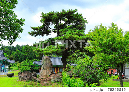 韓屋 種 桜 76246816