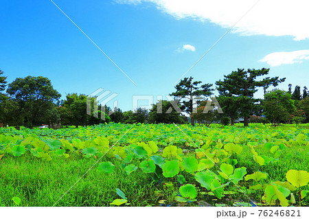 韓屋 種 桜 76246821