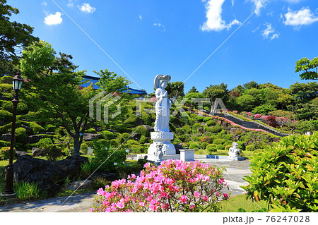 韓屋 種 桜 76247028