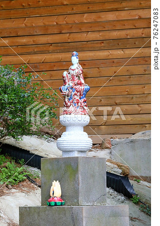 韓屋 種 桜 76247083