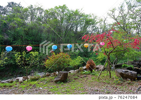 韓屋 種 桜 76247084