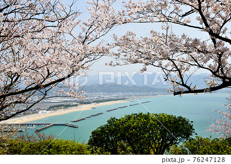 桜の花が咲く高津子山(章魚頭姿山)から片男波海岸を望む 76247128